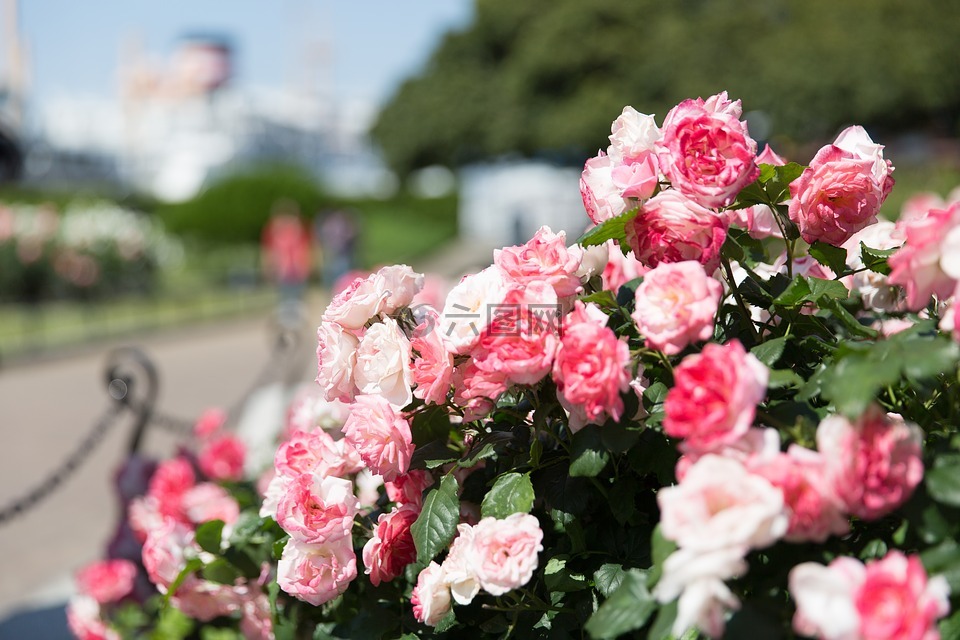 玫瑰花园,日本,玫瑰
