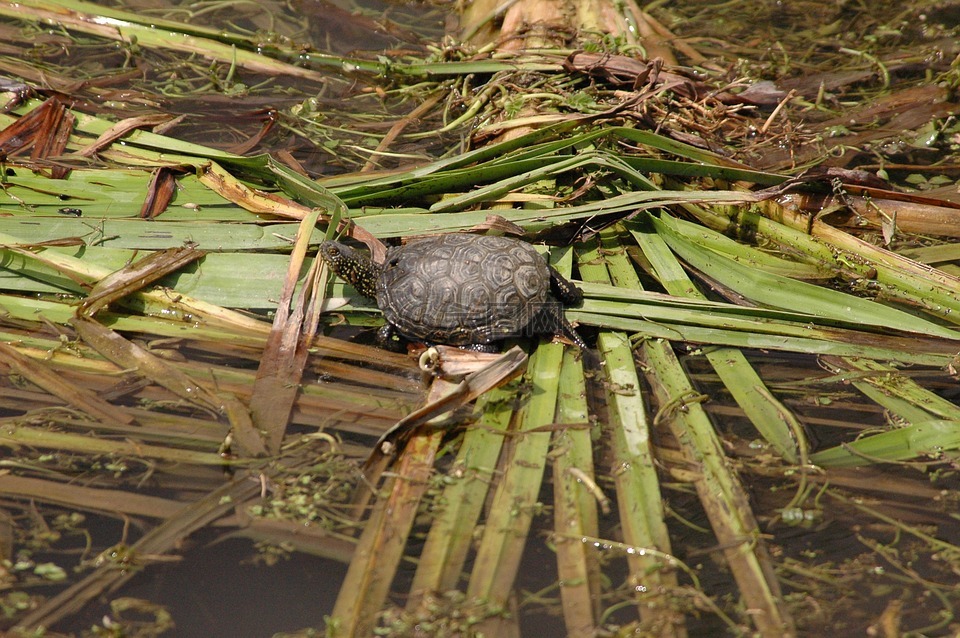 疣海龟,剑提取物流,三个品种的淡水龟