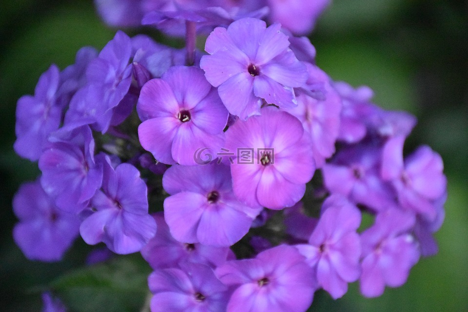 福禄考,花,紫