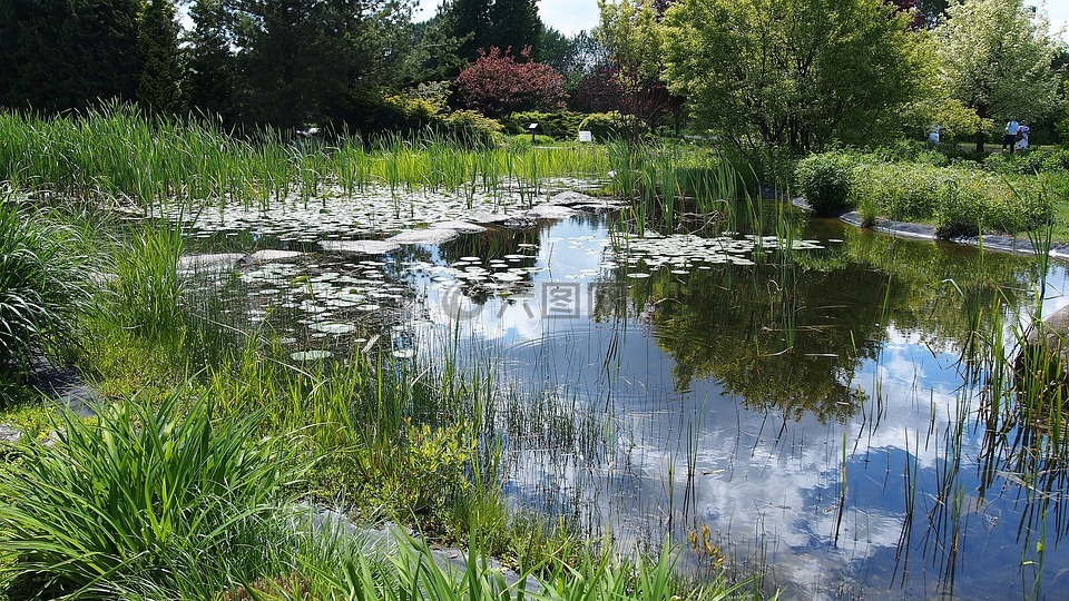 池塘,水,景观