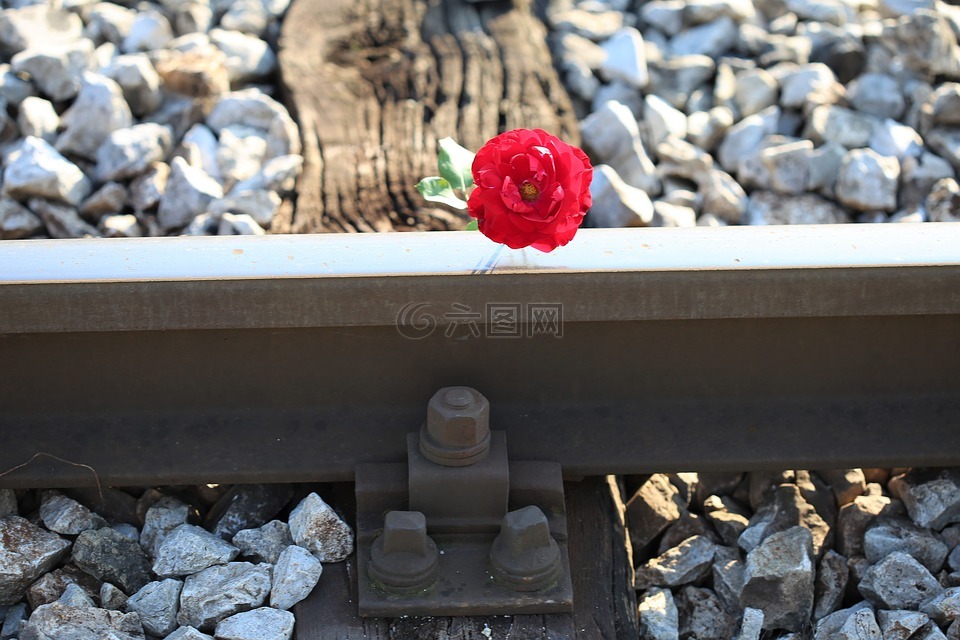 红色玫瑰上的火车穿越,事故,小心驾驶