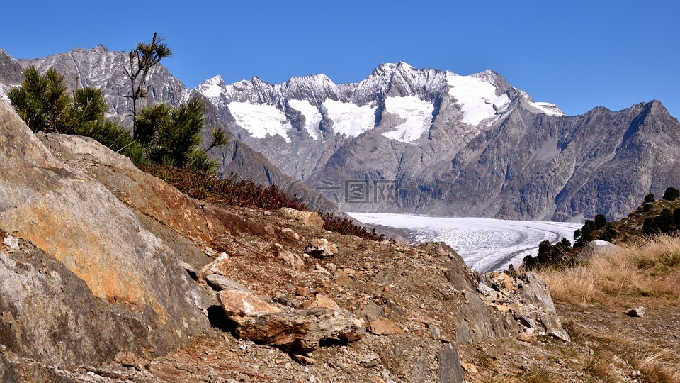 aletsch 冰川,山,阿尔卑斯山全景图