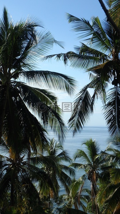 棕榈树,海洋,马约特岛