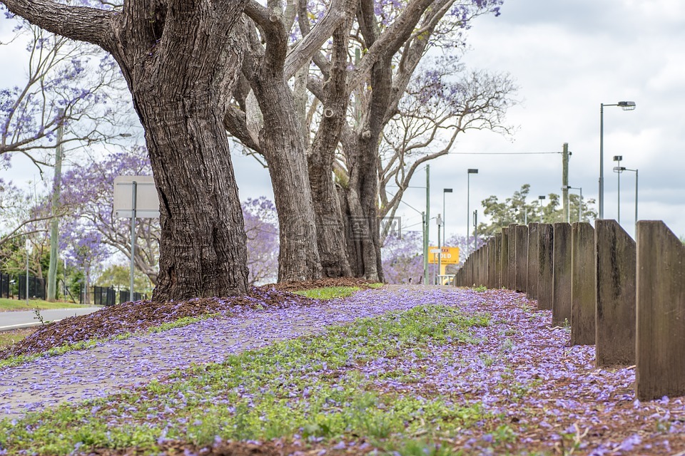 楹,澳大利亚,紫色