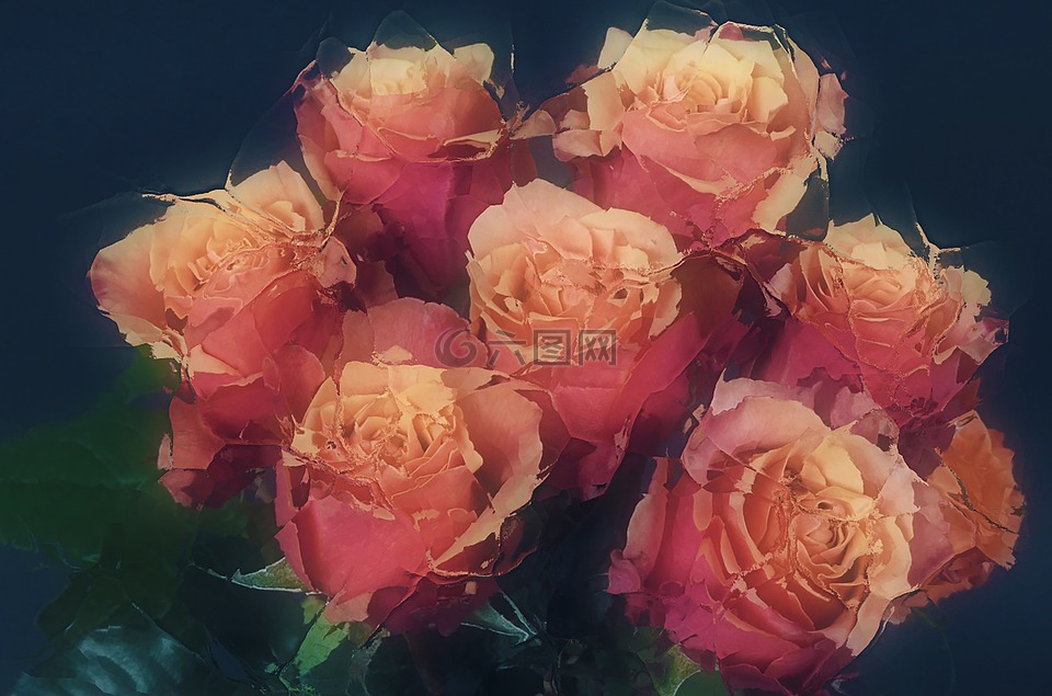 冰玫瑰,冻结,浪漫