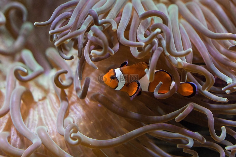 鱼,水族馆,小丑鱼