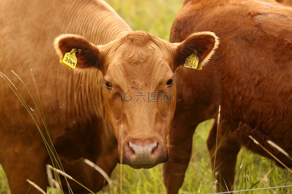 母牛,动物,夏季牧场