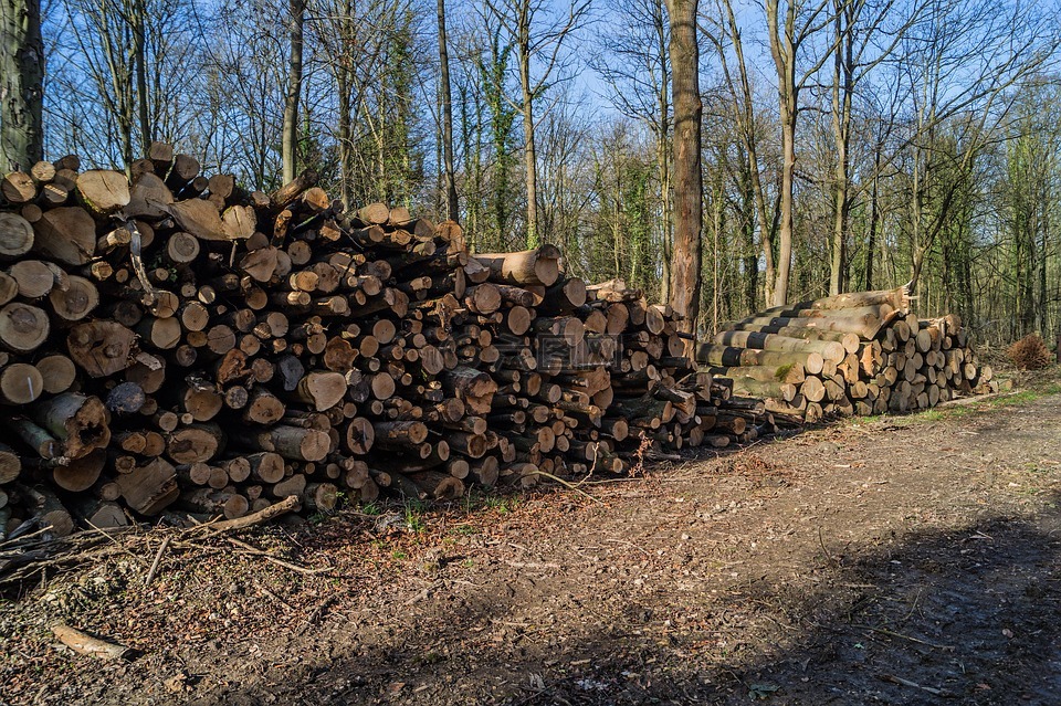 woodpile,树干,木材