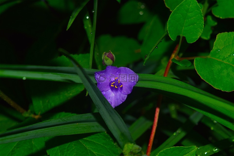 紫色花,露水,雨