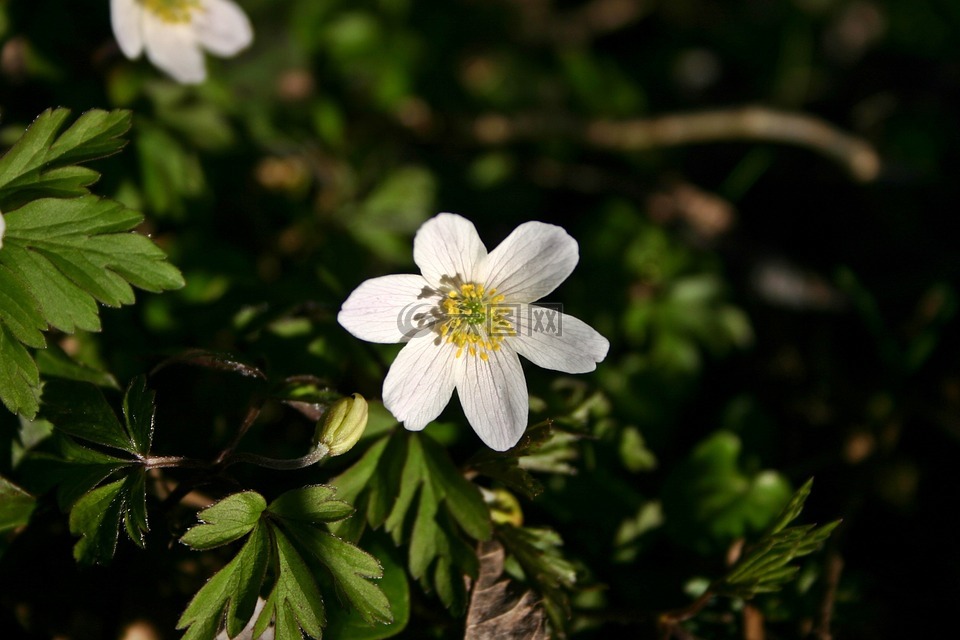 木海葵,花,开花