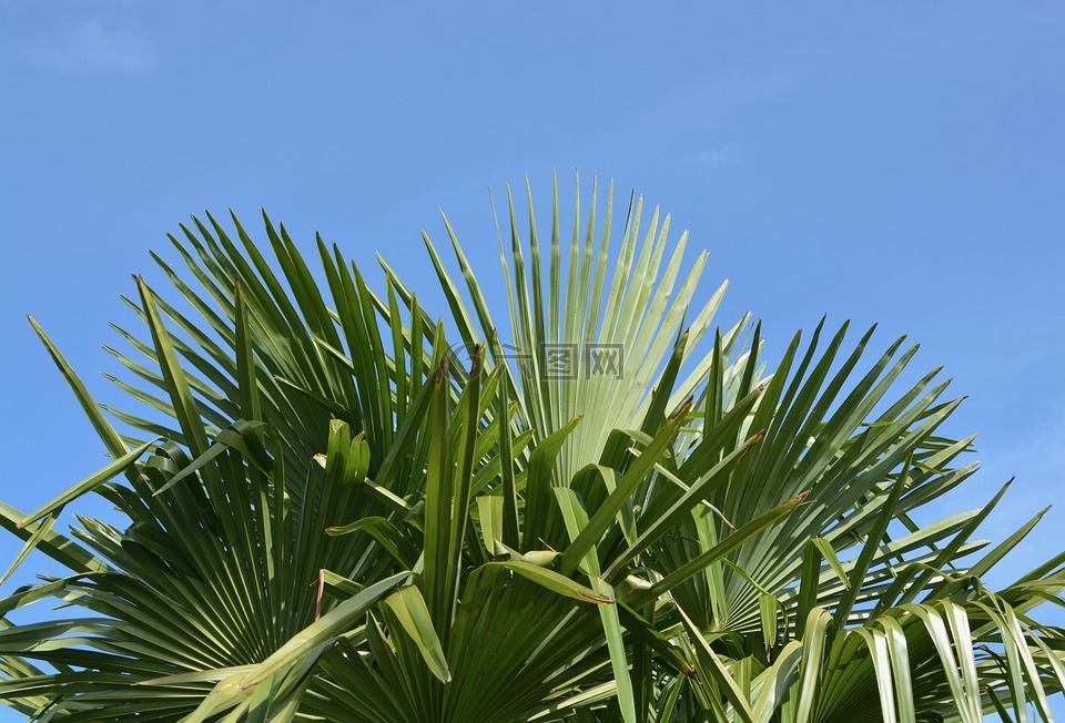 棕榈,叶绿色,焗