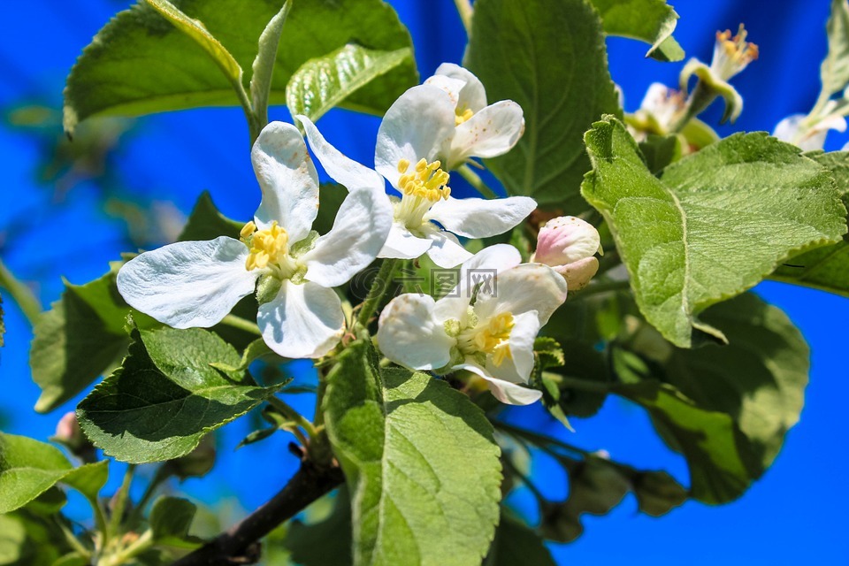 苹果花,三月,芽