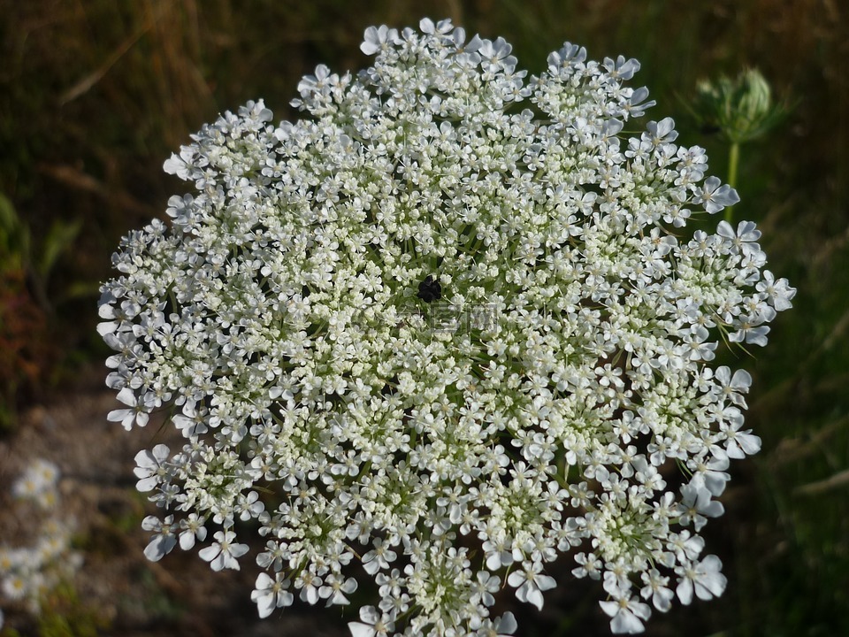 花 umbel,性质,许多