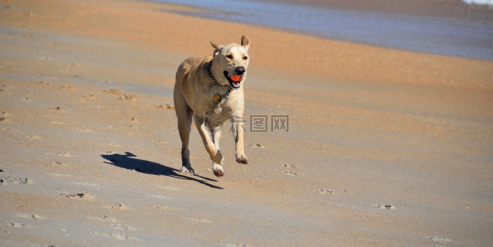 狗,取球,海滩