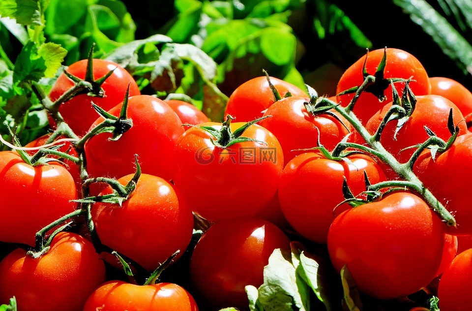 蕃茄,红色,食品