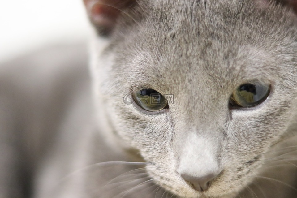 猫,俄罗斯蓝色的,小猫