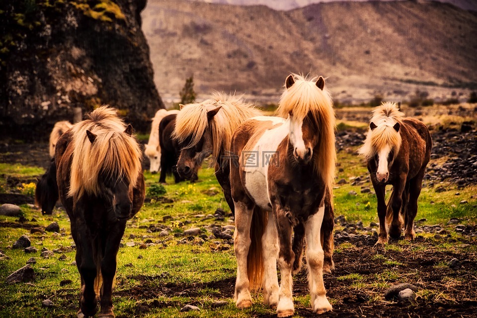 冰岛,马匹,小马