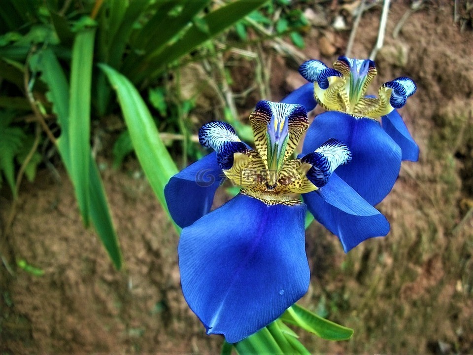 蓝色的兰花,园林植物,开花