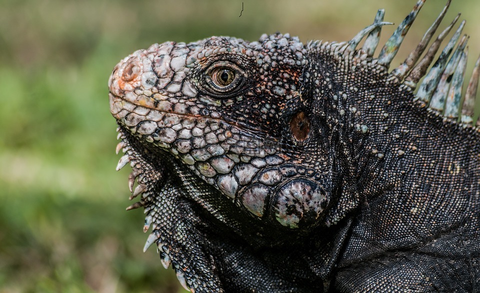 鬣鳞蜥,ctenosaura,恐龙