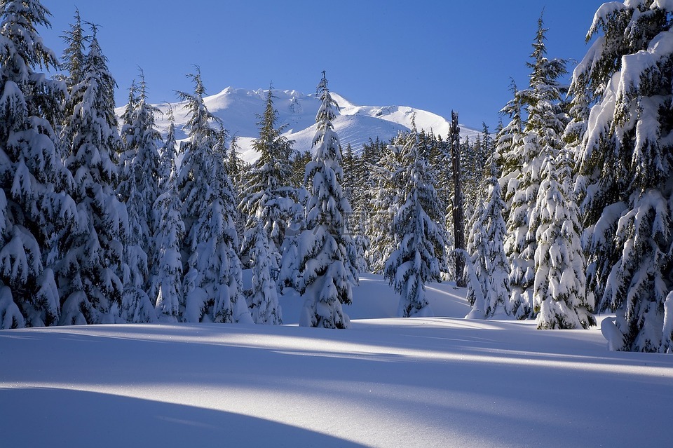 雪,森林,冬天