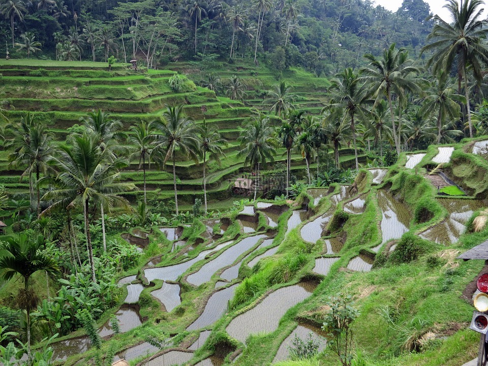 稻田,巴厘岛,绿色