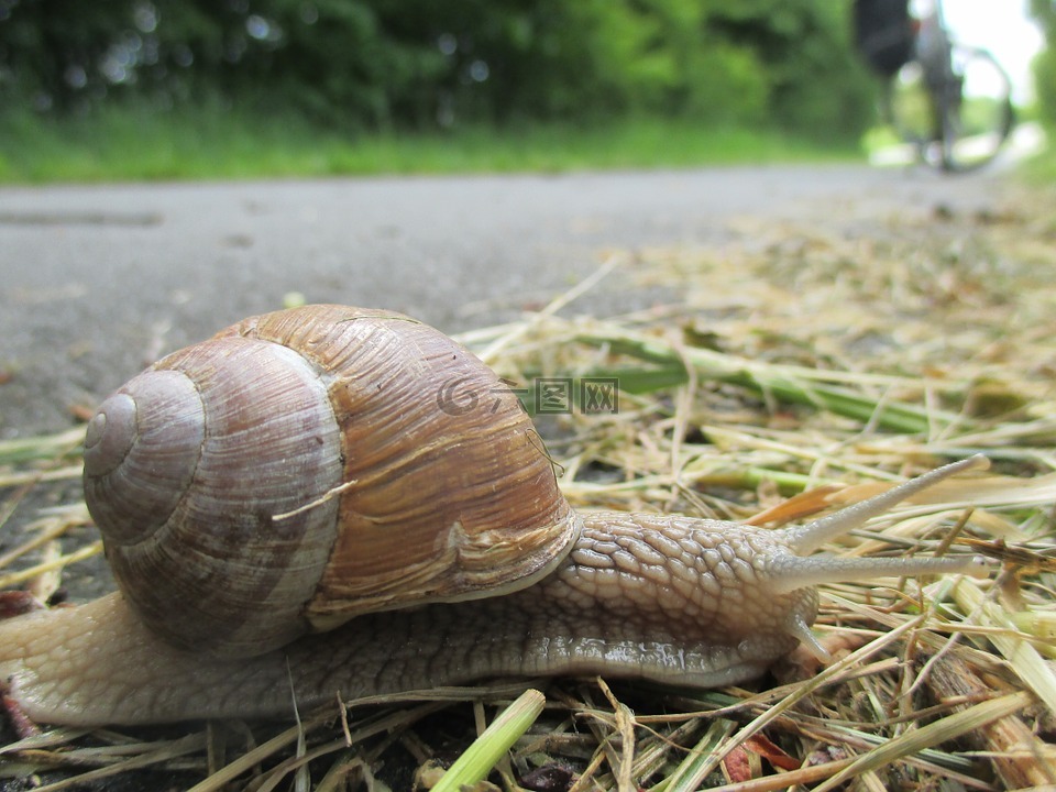 蜗牛,慢慢地,壳