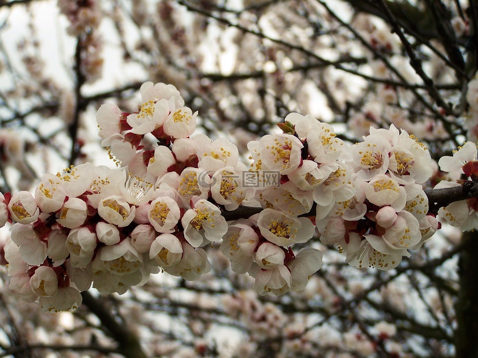 杏花,淡粉色,春天