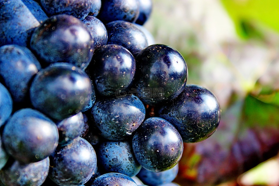 葡萄,蓝色,成熟的葡萄