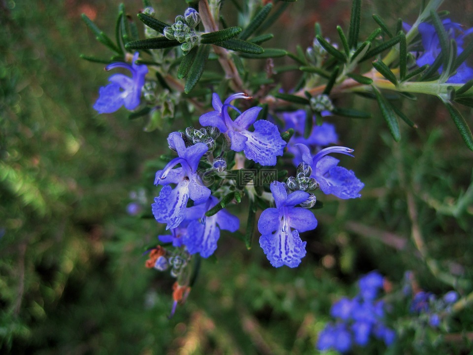 迷迭香的花,鲜花,蓝色