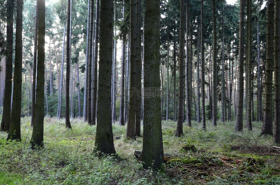 森林,针叶林,树木