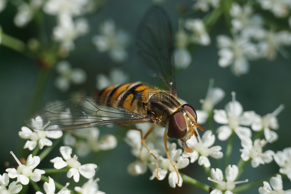 hoverfly,黑带食蚜蝇,昆虫