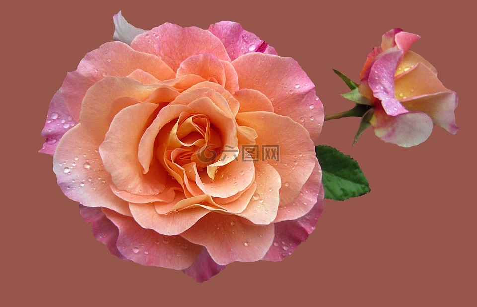 玫瑰园,高贵的玫瑰奥古斯塔路易丝,玫瑰