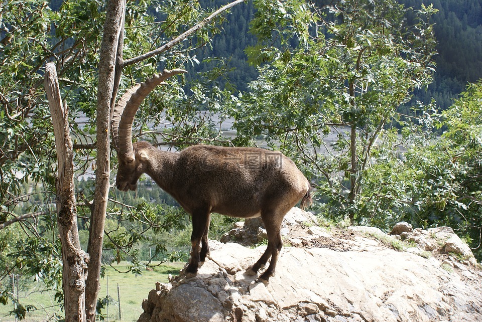 ibex,动物区系,性质
