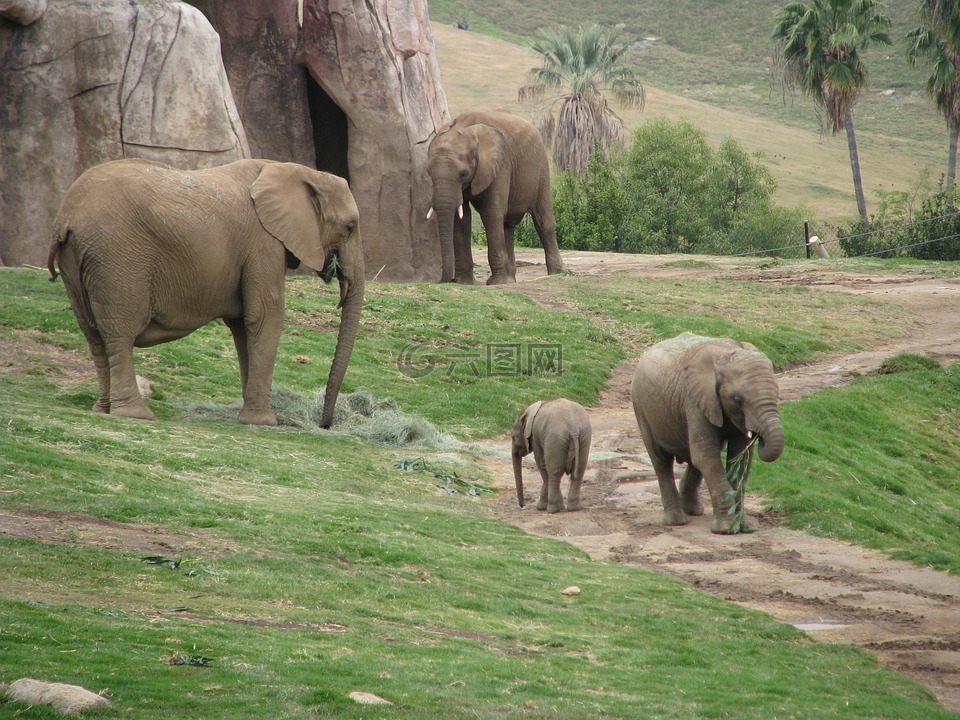 大象,小象,動物園