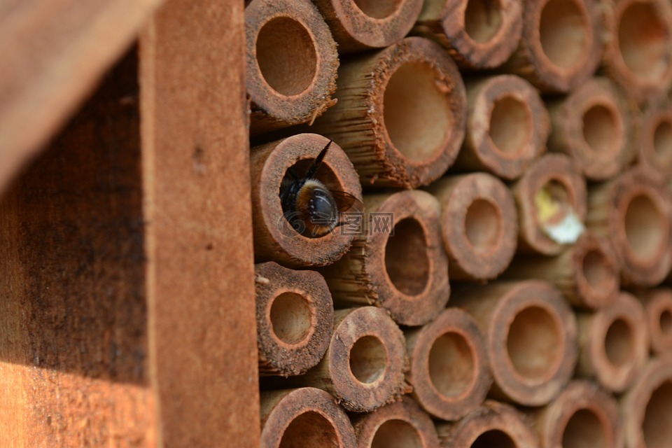 梅森蜂,蜜蜂,壁蜂