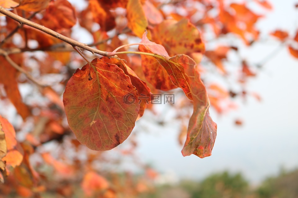 北京西山森林公园,黄栌,红叶