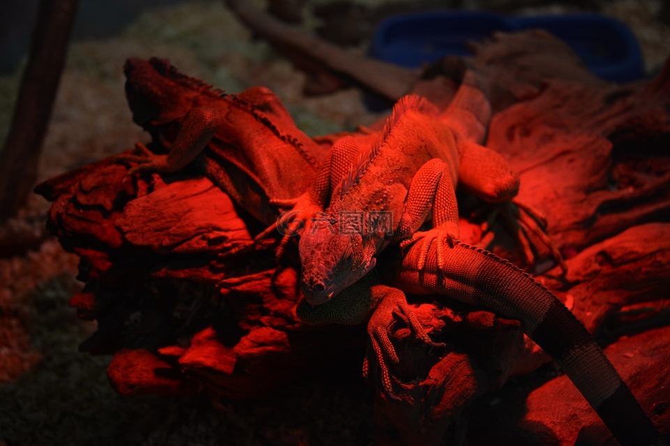 鬣鳞蜥,红色,爬行动物