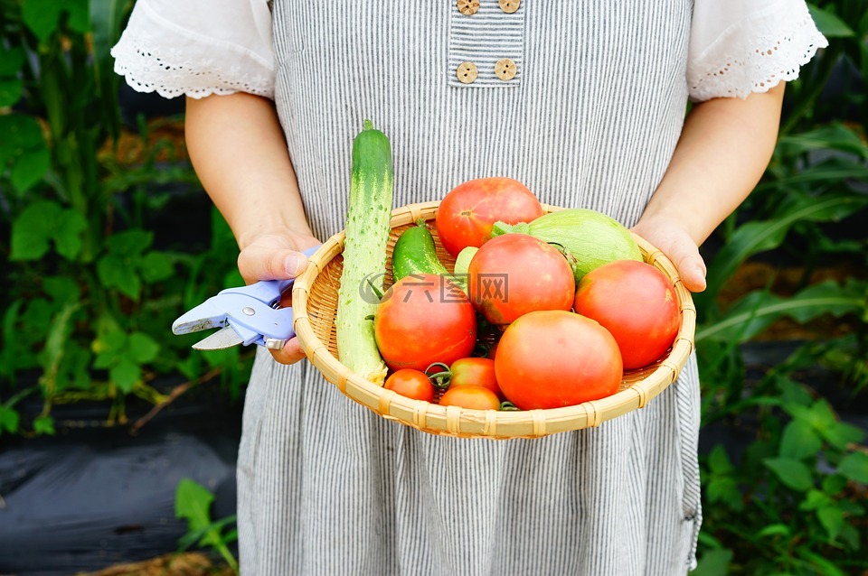 菜园,黄瓜,番茄