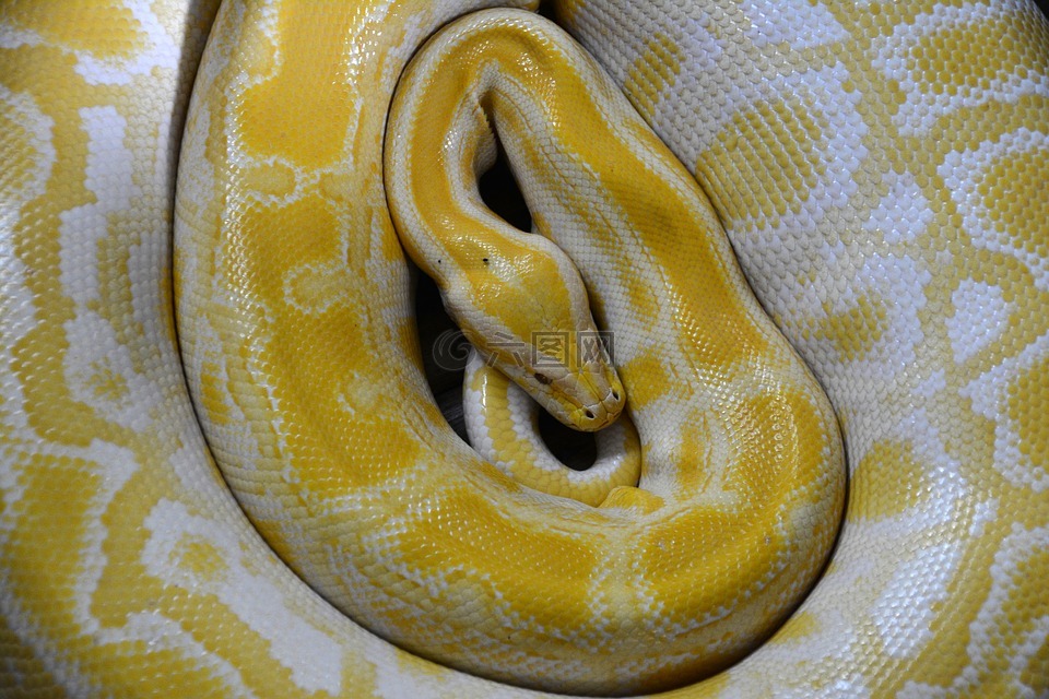 蛇,黄色,爬行动物