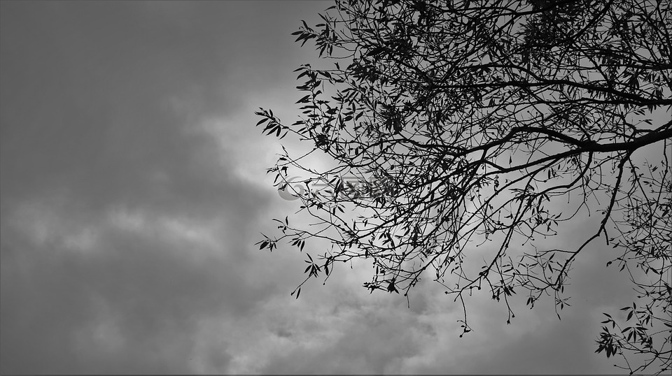 木材,树木,植物