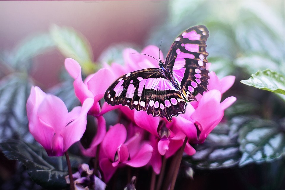 粉红色的蝴蝶,蝴蝶,粉红色的花