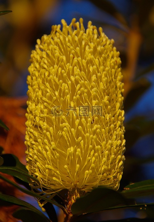 艾幕角,鲜花,澳大利亚
