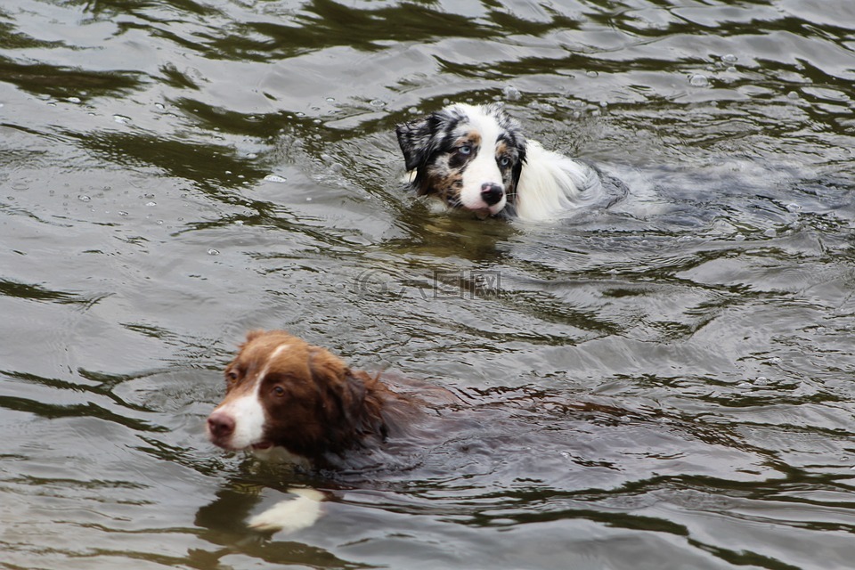 狗,狗在水中,游泳