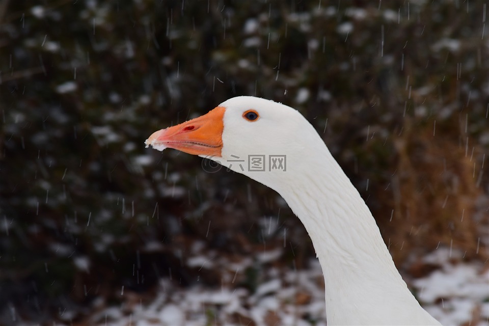 鹅,雪,冬天