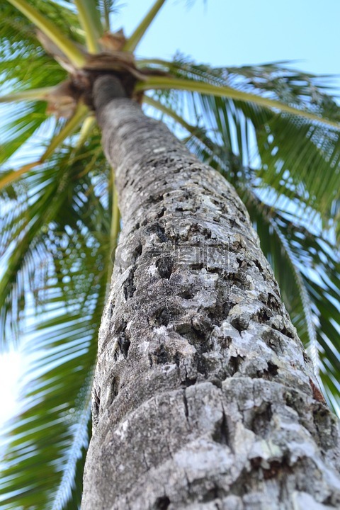 棕榈树,夏威夷,瓦胡岛