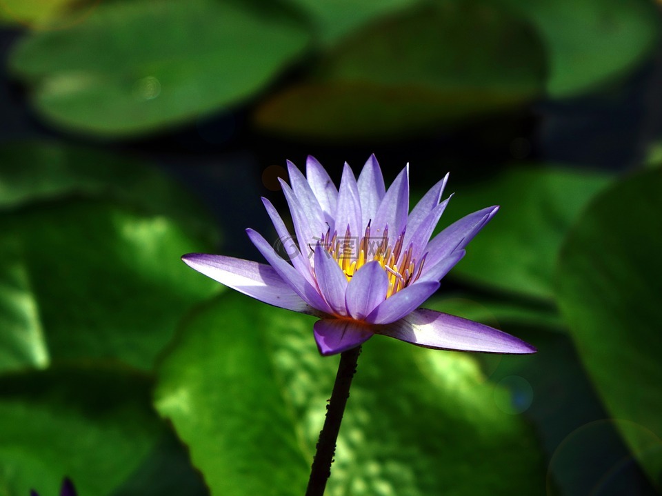 水百合,花,池