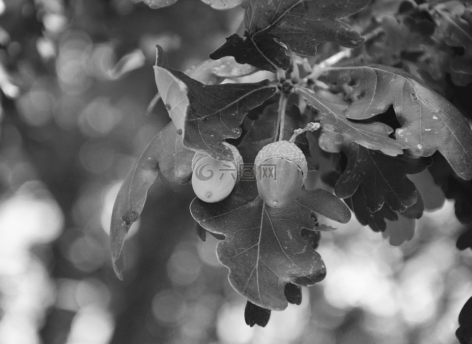 橡子,水果橡树,黑白照片