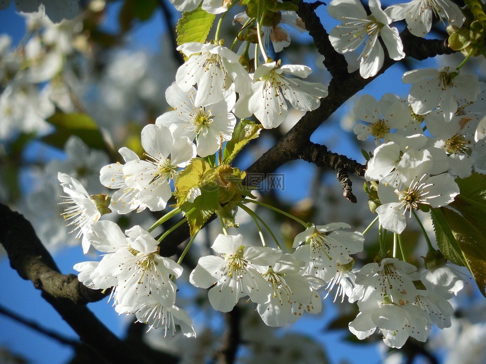 盛开的樱花,白色的花朵,果树