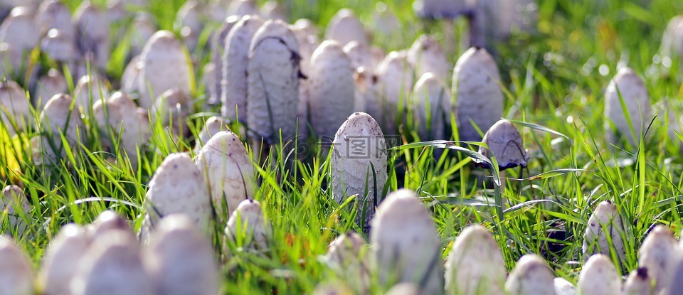 蘑菇,很多,好多