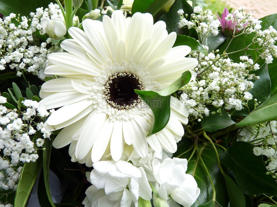 白,非洲菊,开花
